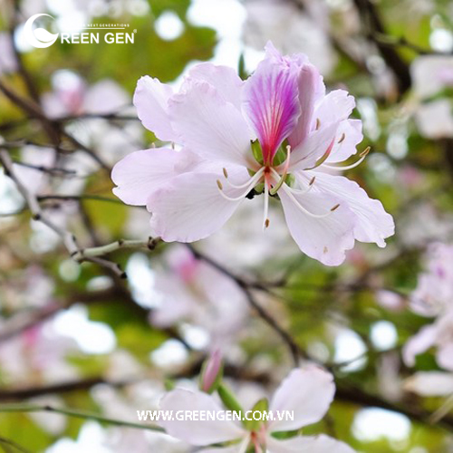 Tuyển Tập Các Bài Sáo Mèo Hay