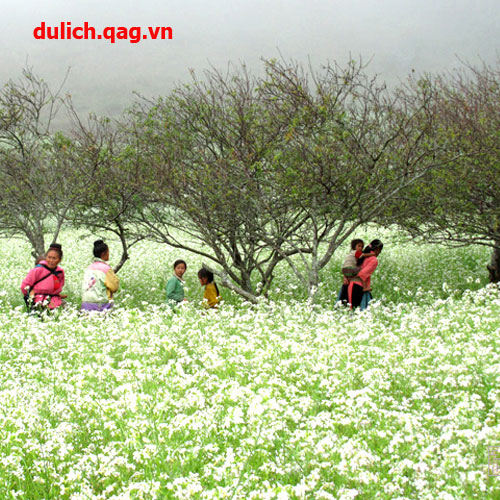 Liên Khúc Nhạc Hoa Lời Việt Hay Nhất